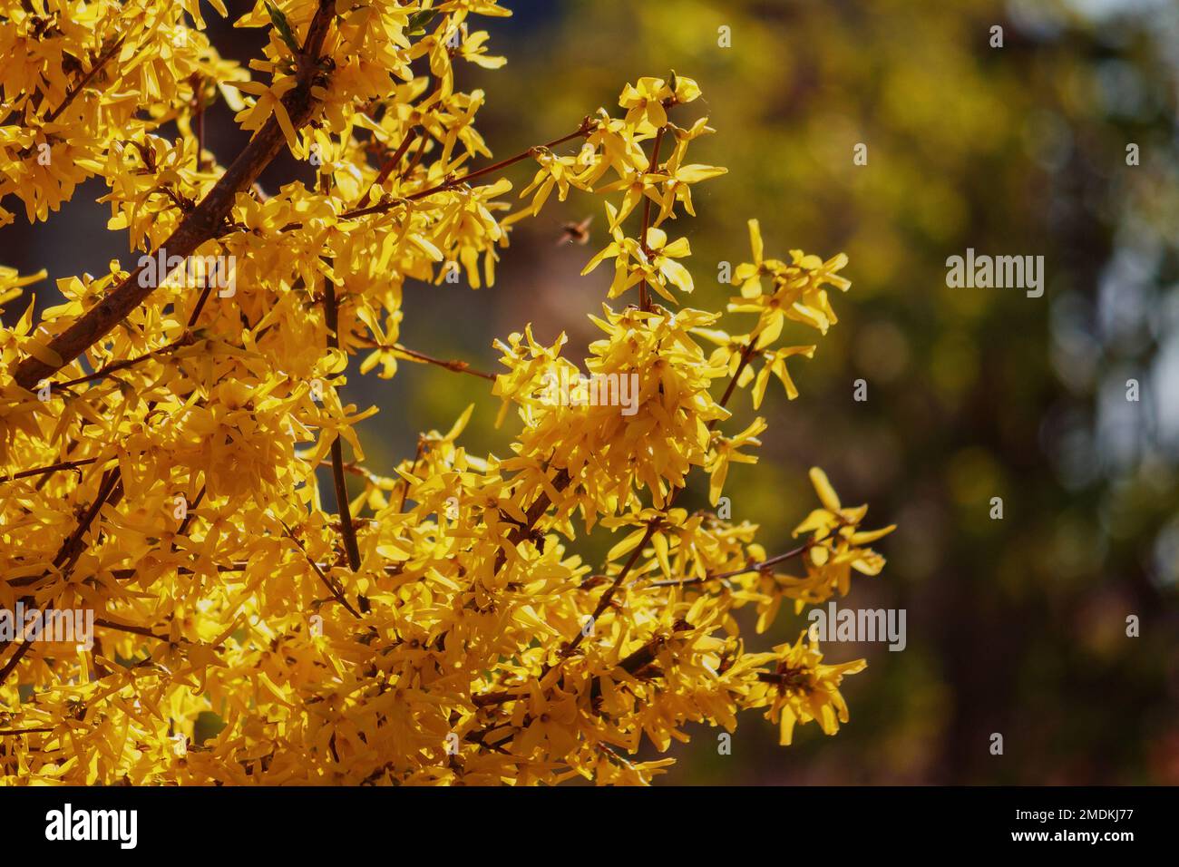 Forsythia-Busch-Nahaufnahme. Im Frühling blühen leuchtend gelbe Blüten Stockfoto