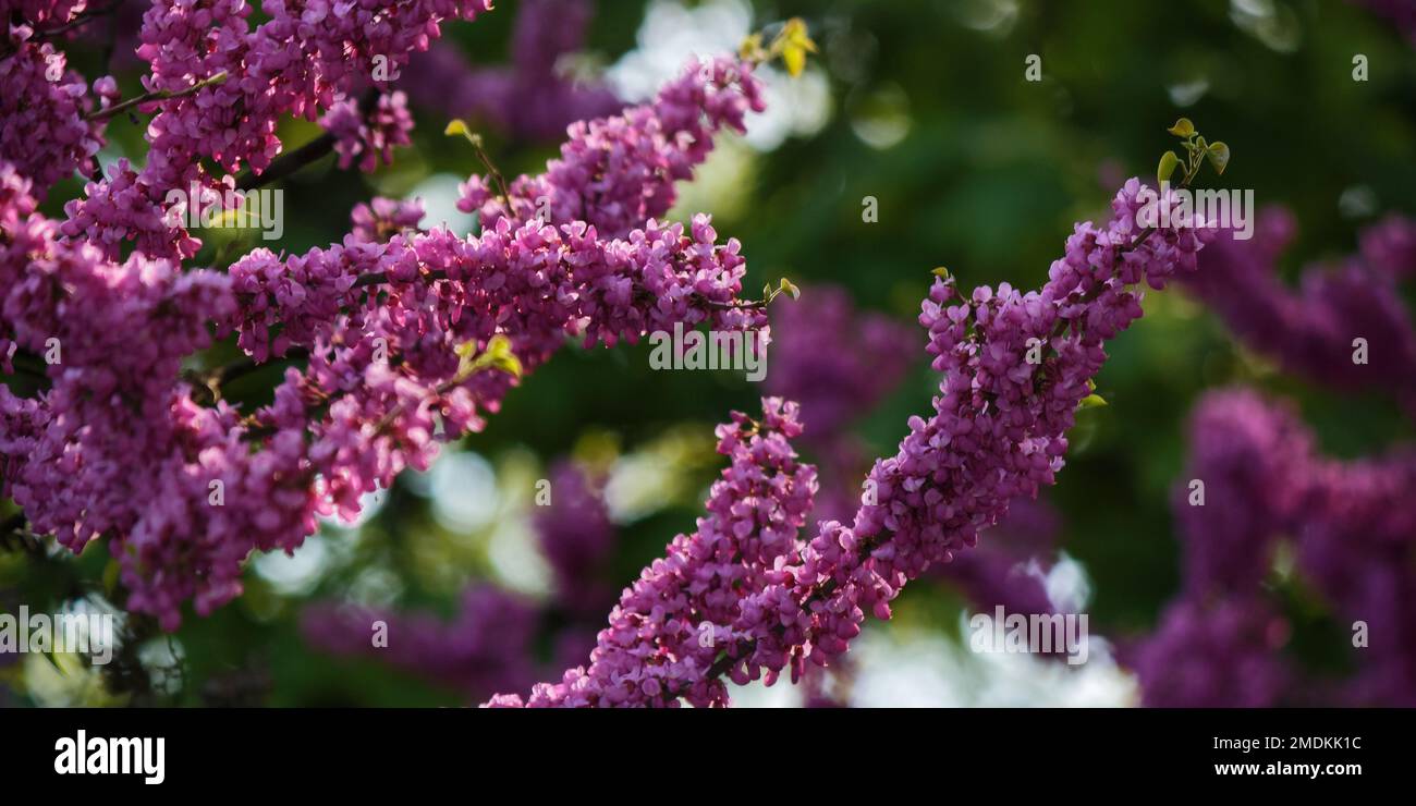 Blühende Redbud-Bäume-Nahaufnahme. Blühender Hintergrund im Garten Stockfoto