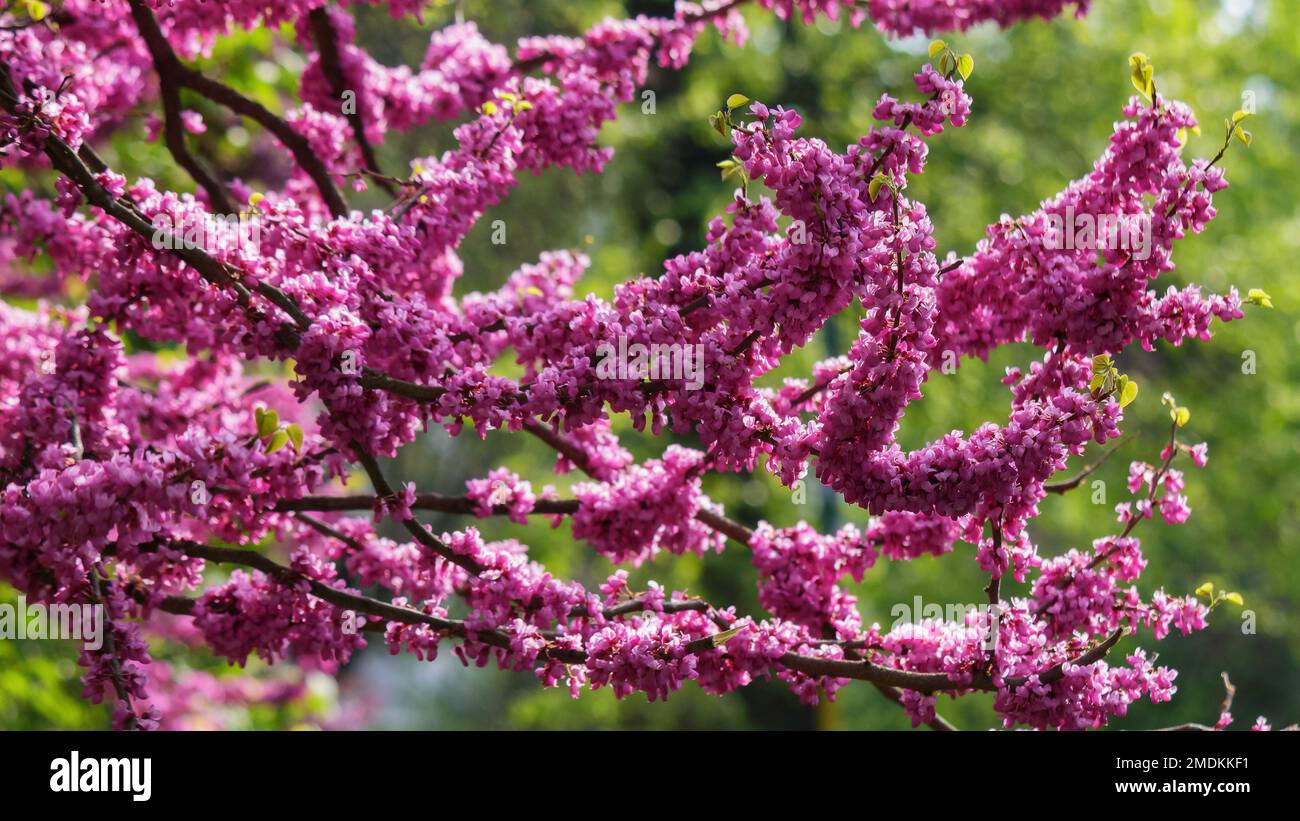 Blühende Redbud-Bäume-Nahaufnahme. Blühender Hintergrund im Garten Stockfoto
