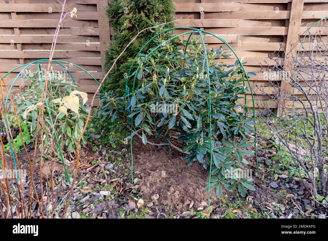 Winterschutz für Garten, Winterschutz für Gartenpflanzen, Schutz Rhododendren Stockfoto