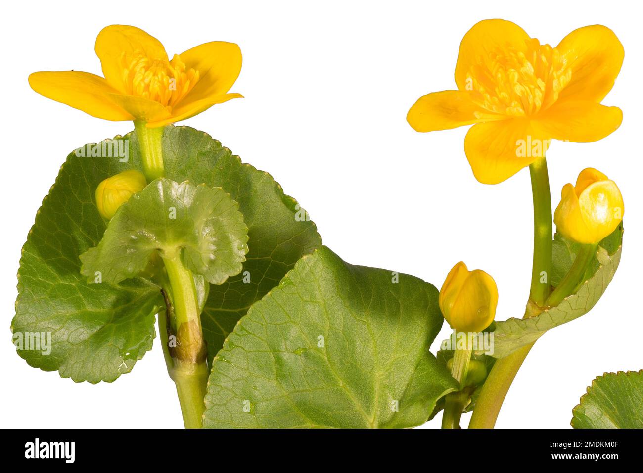 marigold (Caltha palustris), blühend, Cutout, Deutschland, Bayern Stockfoto
