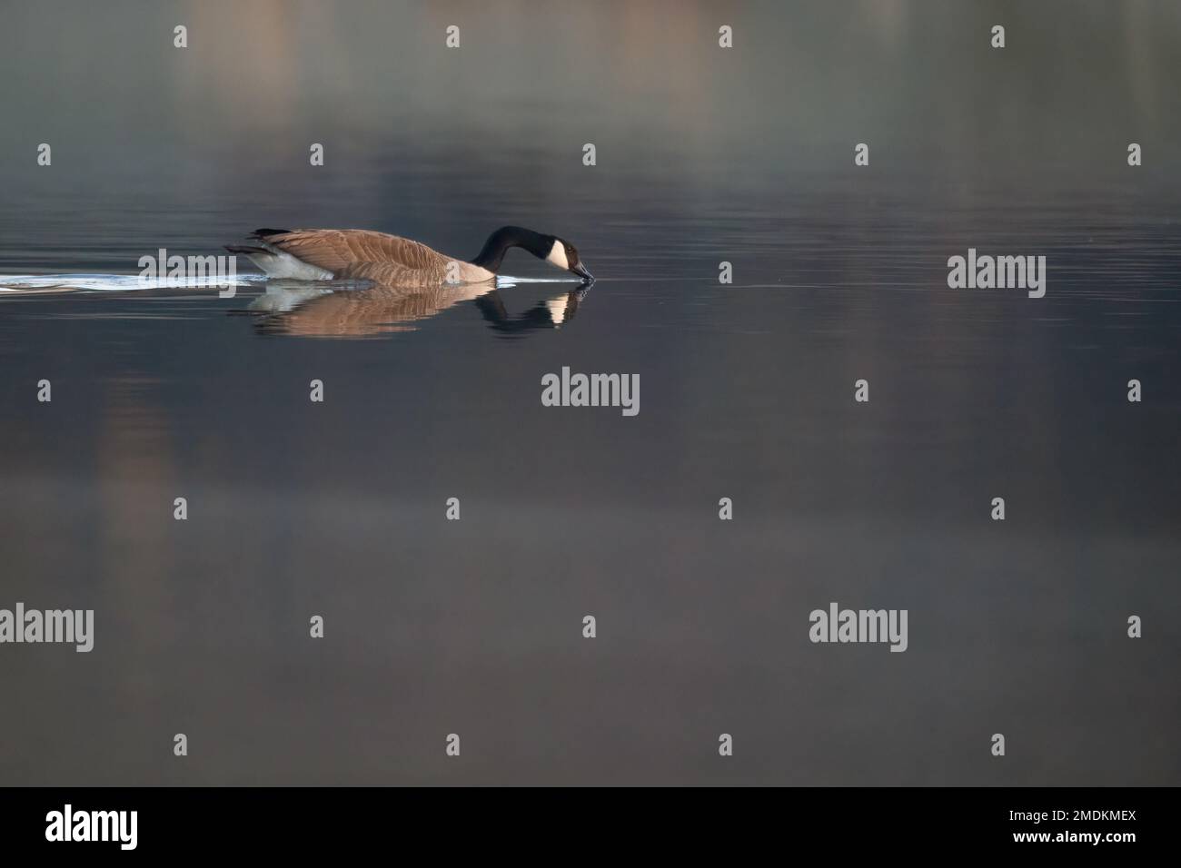 Kanadagans (Branta canadensis), Reflexion auf einer glatten Wasseroberfläche am Morgen, Seitenansicht, Deutschland Stockfoto