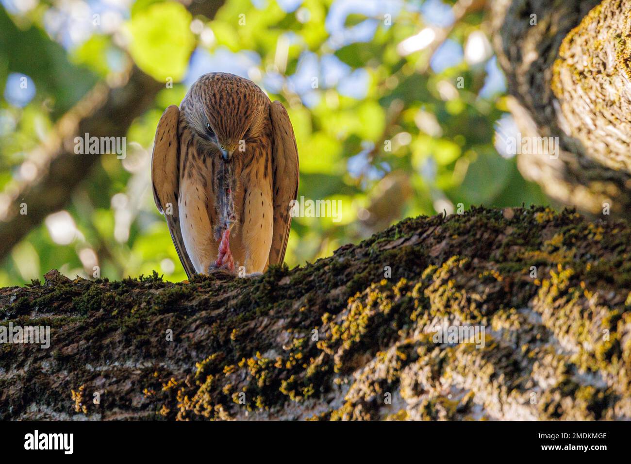 Europäisches Kestrel, Eurasisches Kestrel, Alte Welt Kestrel, Gemeiner Kestrel (Falco tinnunculus), sitzt auf einem Baum und füttert eine Maus, Deutschland, Bayern Stockfoto