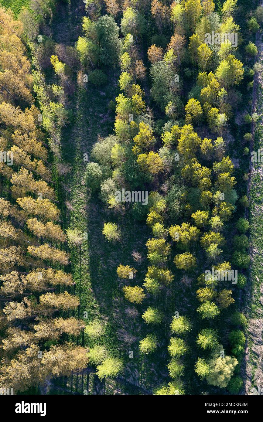 Luftaufnahme eines Waldes, Belgien, Vlaams-Brabant, Demerbroeken, Zichem Stockfoto