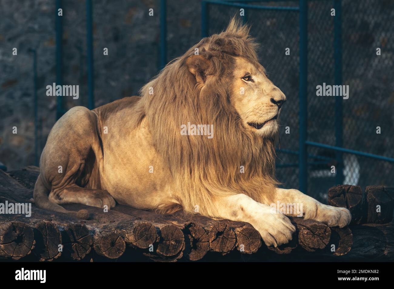 Weißer Löwe (Panthera leo melanochaita) im Belgrader Zoo Stockfoto