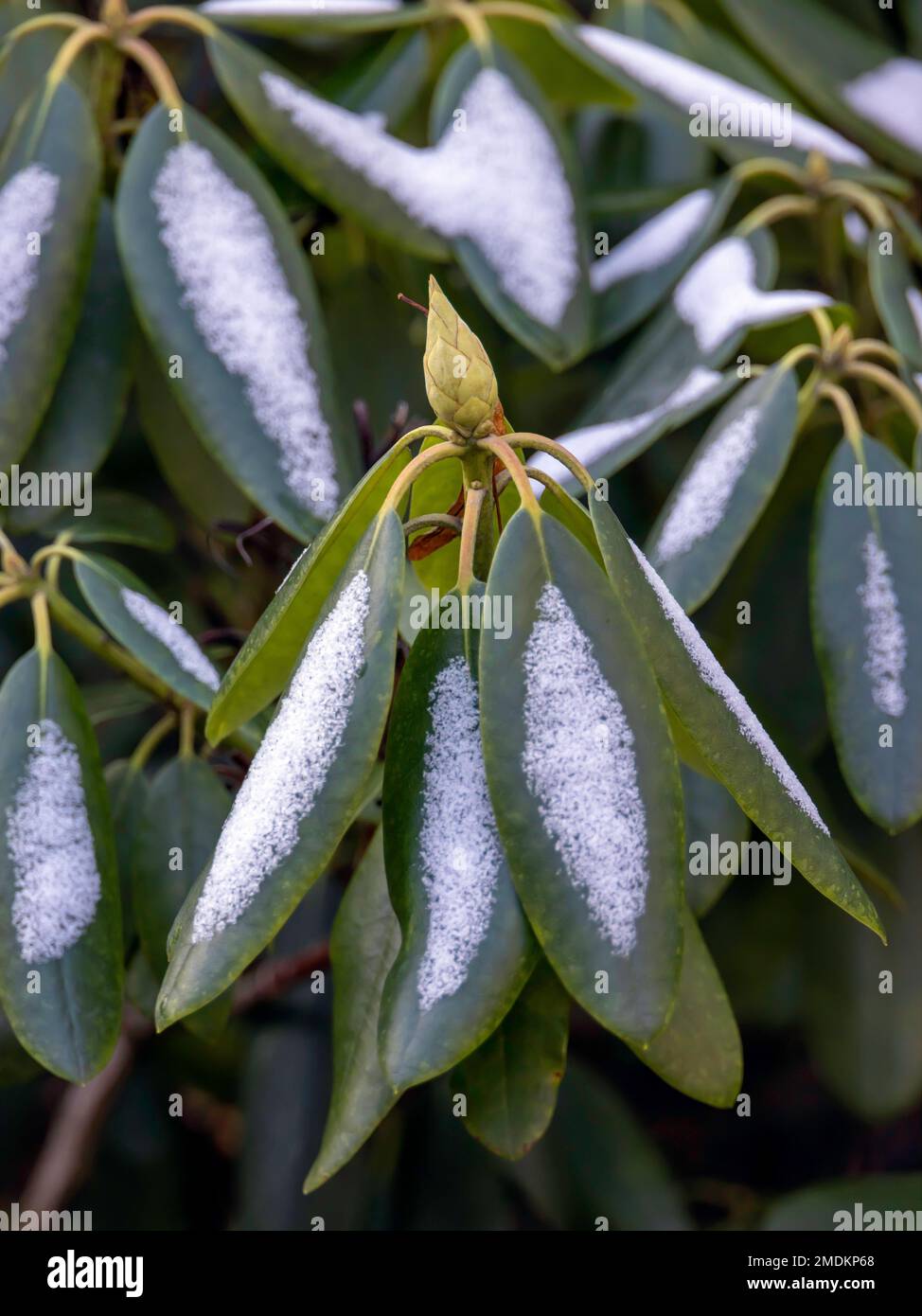 Catawba Rhododendron, Catawba Rose Bay (Rhododendron catawbiense), schneebedeckter Zweig mit Knospen Stockfoto Catawba Rhododendron, Catawba Rose Bay (Rhododendron catawbiense), schneebedeckter Zweig mit Knospen Stockfoto