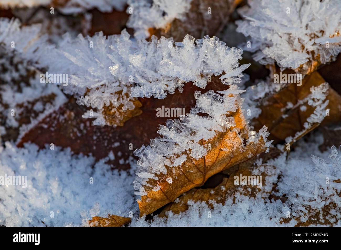Schöne Formen und Muster von Eiskristallen im Sonnenlicht auf einem Blatt im Winter, Deutschland Stockfoto