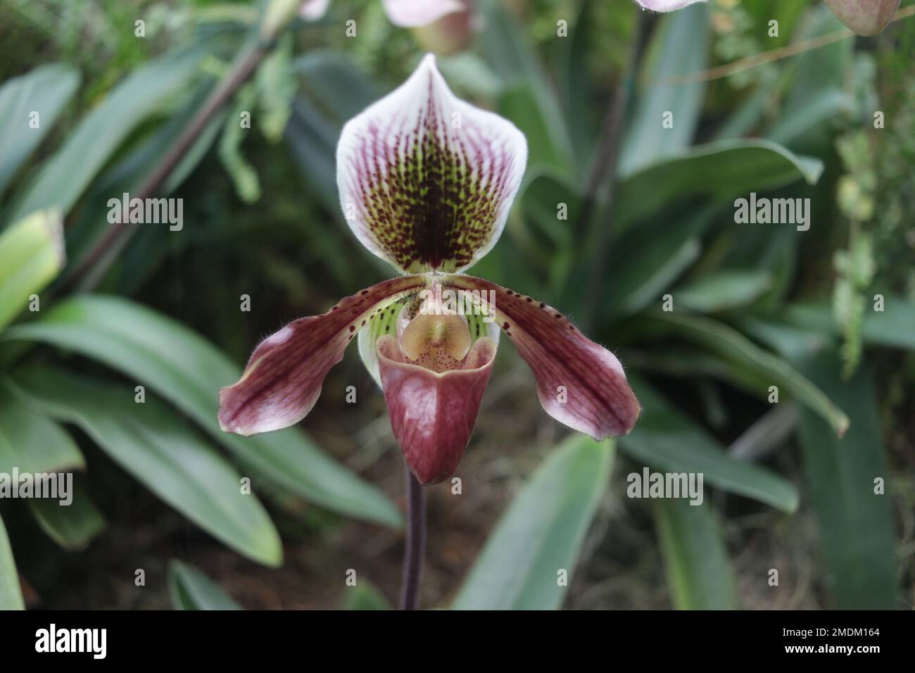 Venus Slipper Orchideenblüte Nahaufnahme Stockfoto