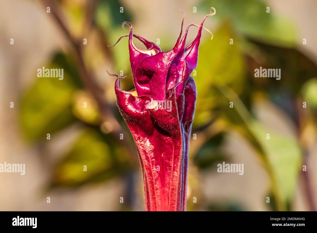 Nahaufnahme der Datura-Blume. Mondblume. Jimsonweed. Datura stramonium. Stockfoto