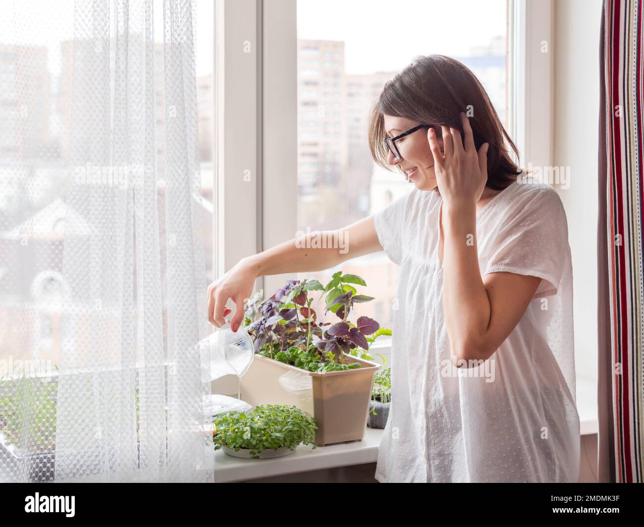 Die Frau gießt Zimmerpflanzen und Mikrogrüns auf dem Fensterbrett. Anbau von essbarem Bio-Basilikum, Rucola, Mikrogrün von Kohl für eine gesunde Ernährung. Garde Stockfoto