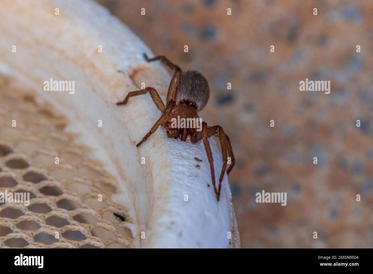 Drassodes, Ground Spiders Stockfoto