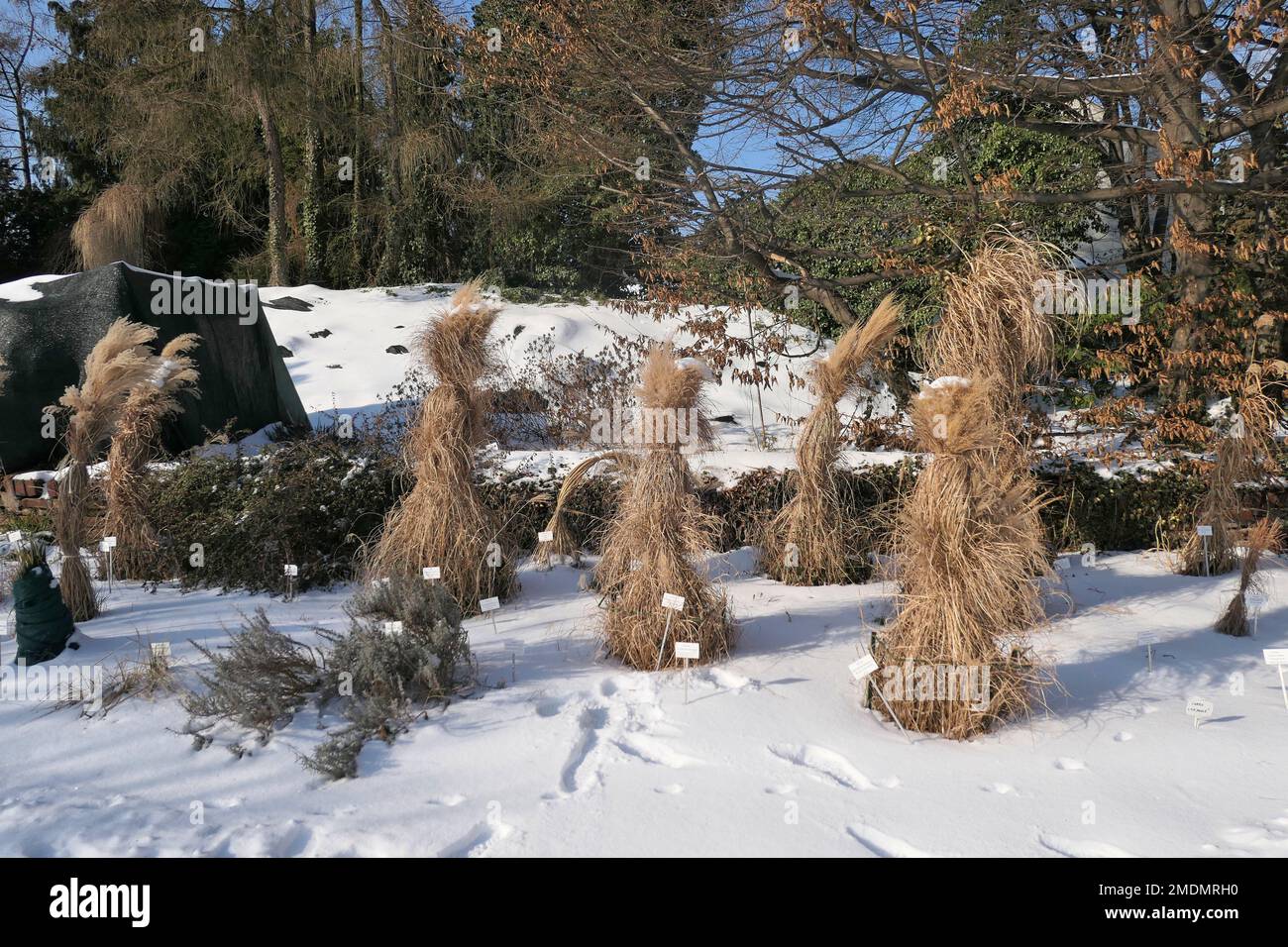 Wintermulch Pflanzenschutz aus trockenem Gras. Wintergarten. Stockfoto