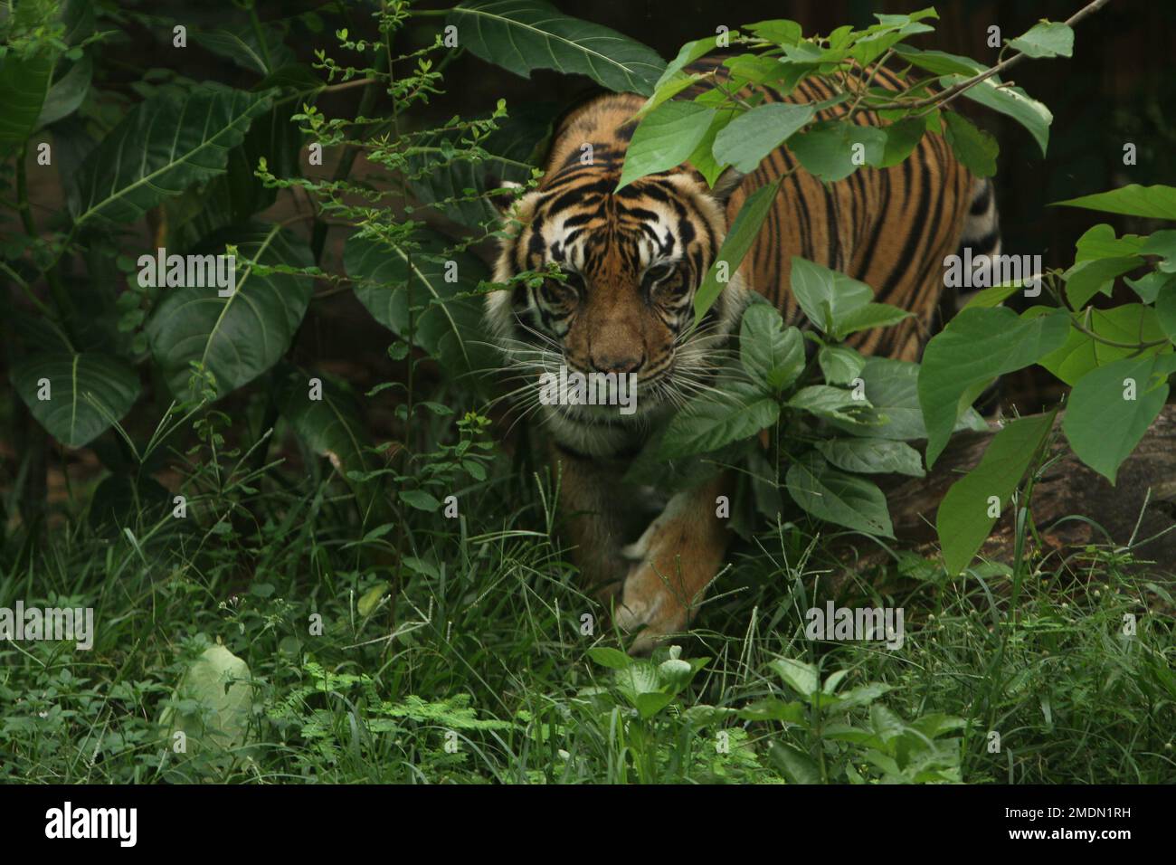 Porträt eines Sumatra-Tigers, der im Gebüsch läuft Stockfoto