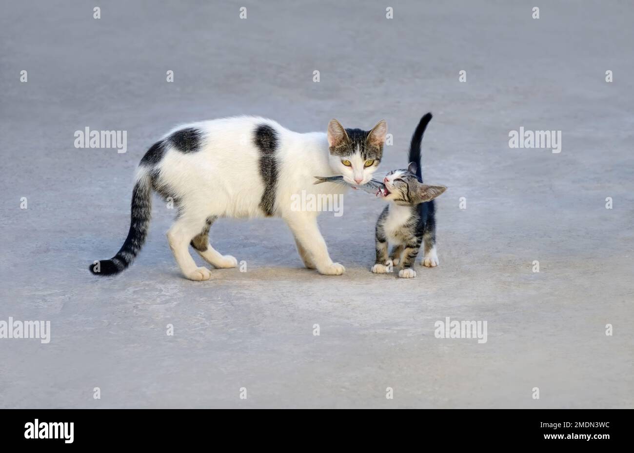 Mutter Katze füttert ihr süßes hungriges Kätzchen, hält einen frischen Fisch in ihrem Mund und lässt das hungrige Kätzchen essen, Griechenland Stockfoto