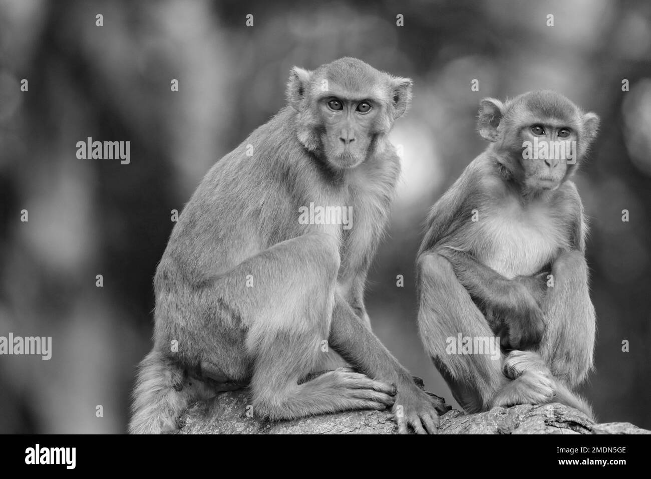 Ein Graustufenverschluss zweier Rhesusmakaken. Macaca mulatta. Stockfoto