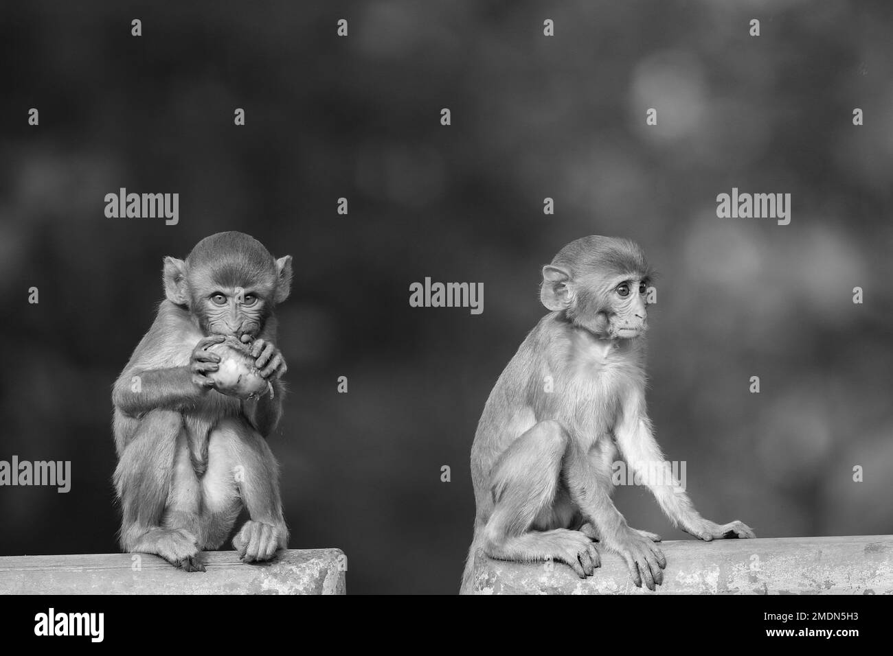 Eine Graustufenverengung zweier junger Rhesusmakaken. Macaca mulatta. Stockfoto