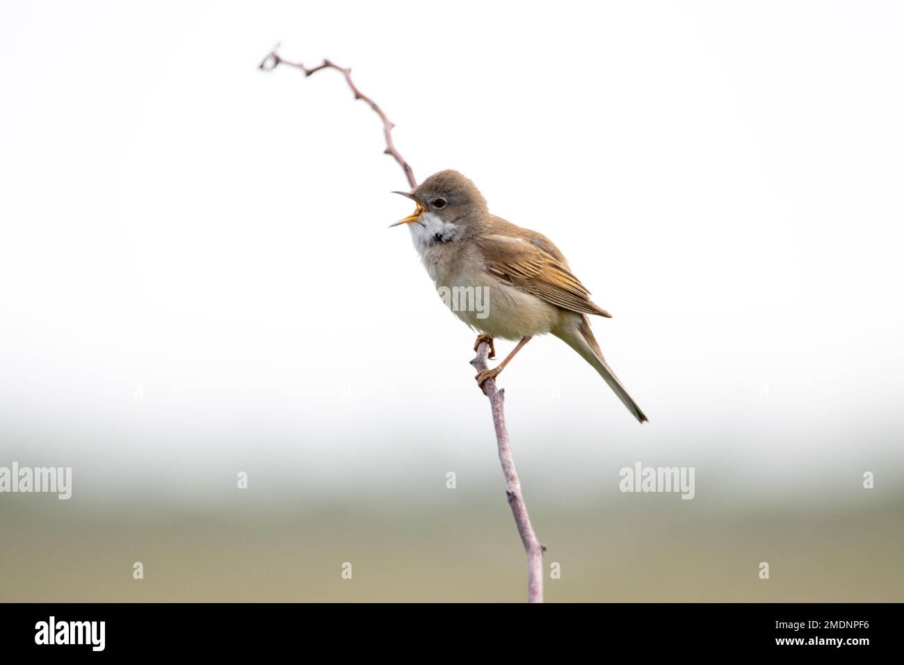 Gemeinsame Whitethroat Stockfoto