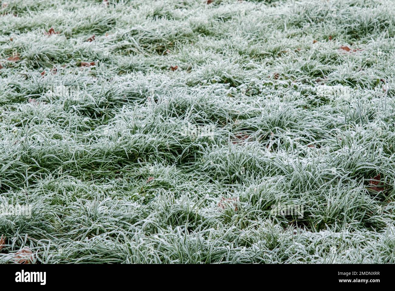 Gras bedeckt mit hartem Winter Morning Frost ohne Menschen Stockfoto