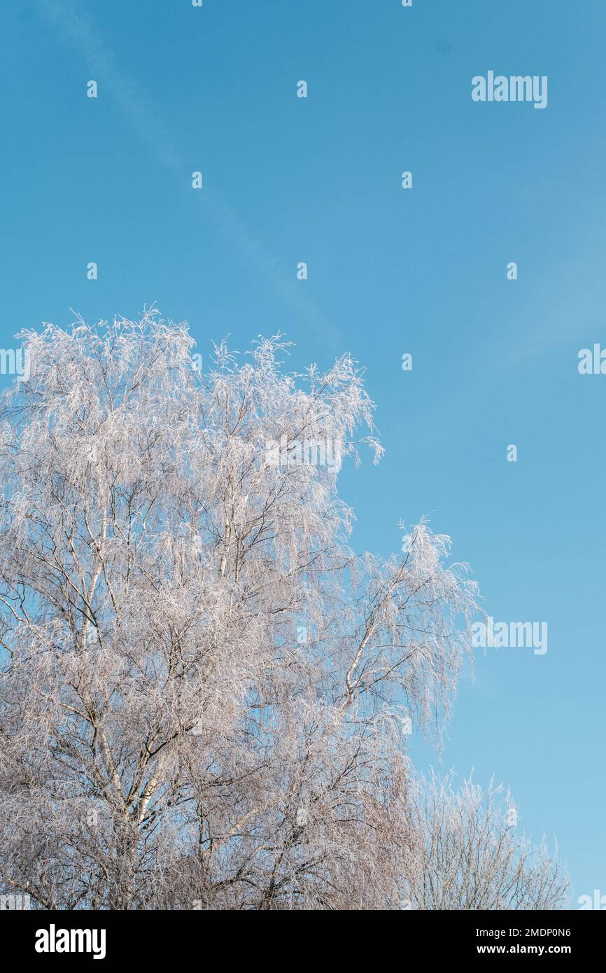 Bäume ohne Blätter bedeckt mit einem schweren weißen Frost an Einem Wintermorgen Stockfoto