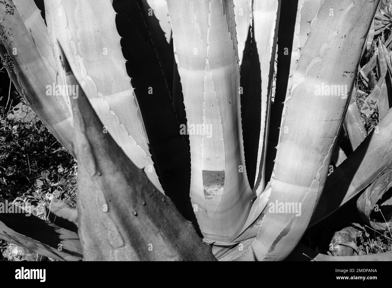 Agave americana, gebräuchliche Namen Century plant, Maguey oder American Aloe, Succulant cactus plant, Erjos, Teneriffa, Kanarische Inseln, Spanien Stockfoto