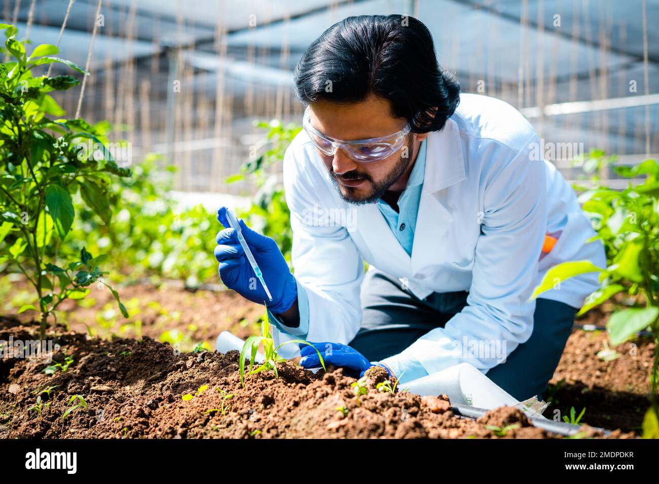 Agrarwissenschaftler im Labor fügt Chemikalien zu kleinen Laboranlagen hinzu - Konzept der Forschung, fokussiert und erfinderisch oder Biotechnologie. Stockfoto