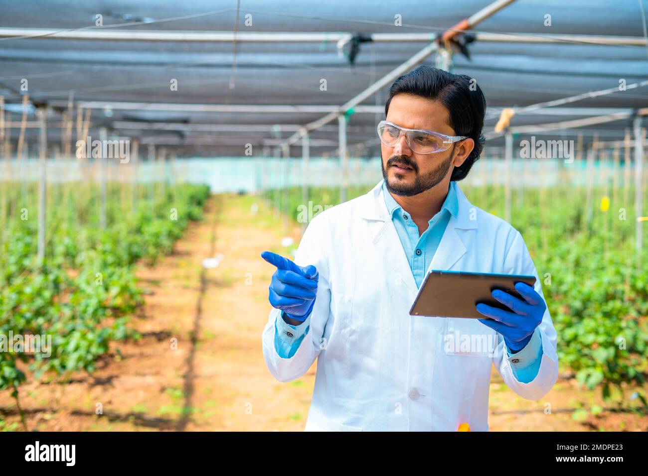 Agrarwissenschaftler am Greenhouse mit Digital Tab, indem er sich mit Schutzbrille und Handschuhen umsieht - Konzept der Biotechnologie, Datenanalyse und Stockfoto
