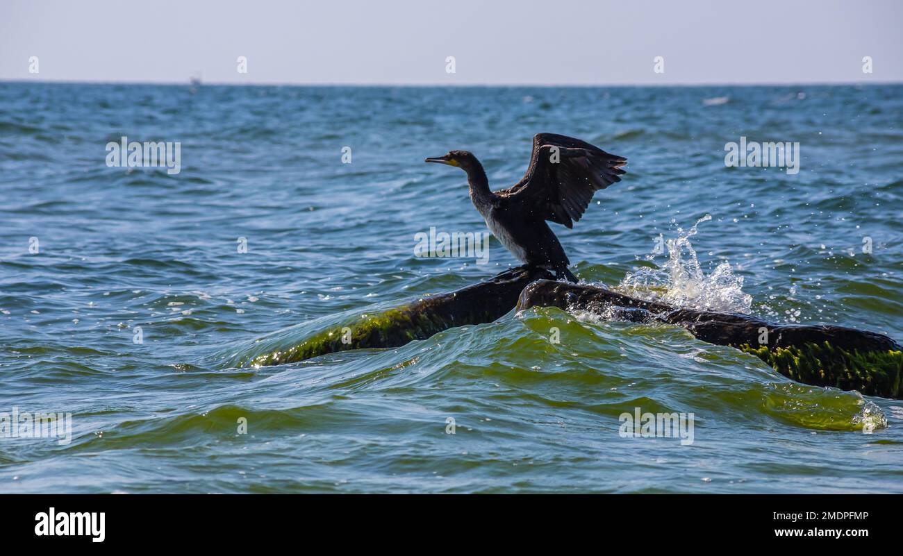 Ein großer Kormoran, der von der Oberfläche eines Sees abhebt. Stockfoto