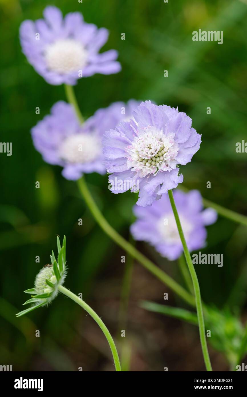 Scabiosa caucasica, Gartenschorf, kaukasischer Schorf, weiße Hauben, ganzjährig, mit blass-zentrisch-lavendelblauen Blütenköpfen Stockfoto