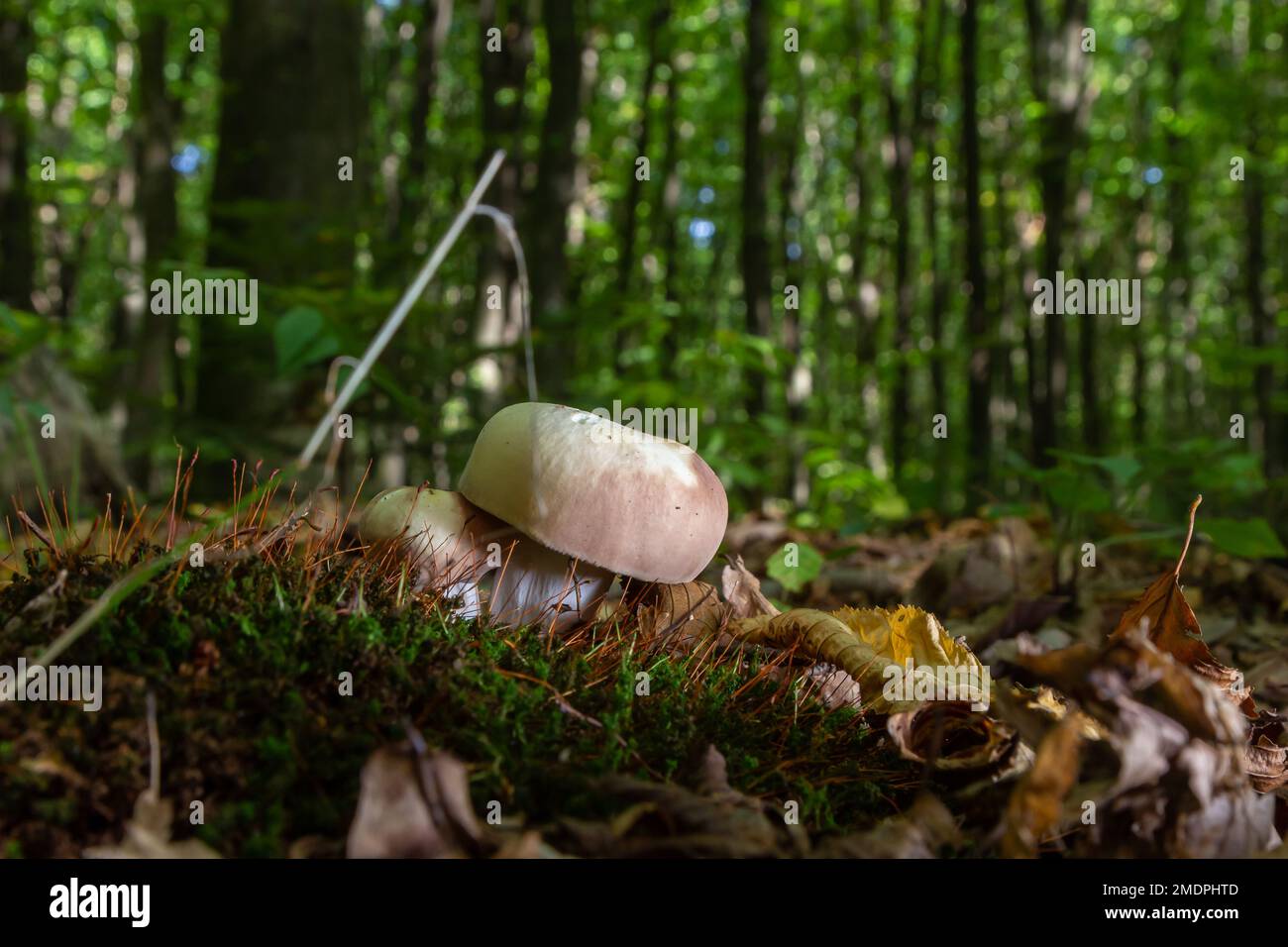 Der Holzkohlebrenner Russula Cyanoxantha ist ein essbarer Pilz, gestapeltes Makrofoto. Stockfoto