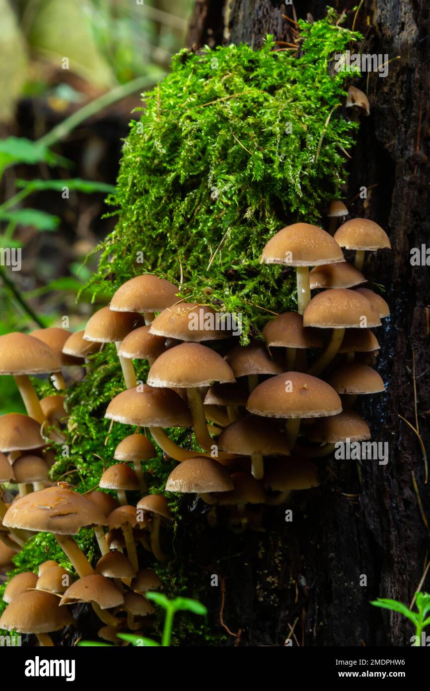 Pilzgruppe Kuehneromyces mutabilis an einem Baumstumpf. Stockfoto