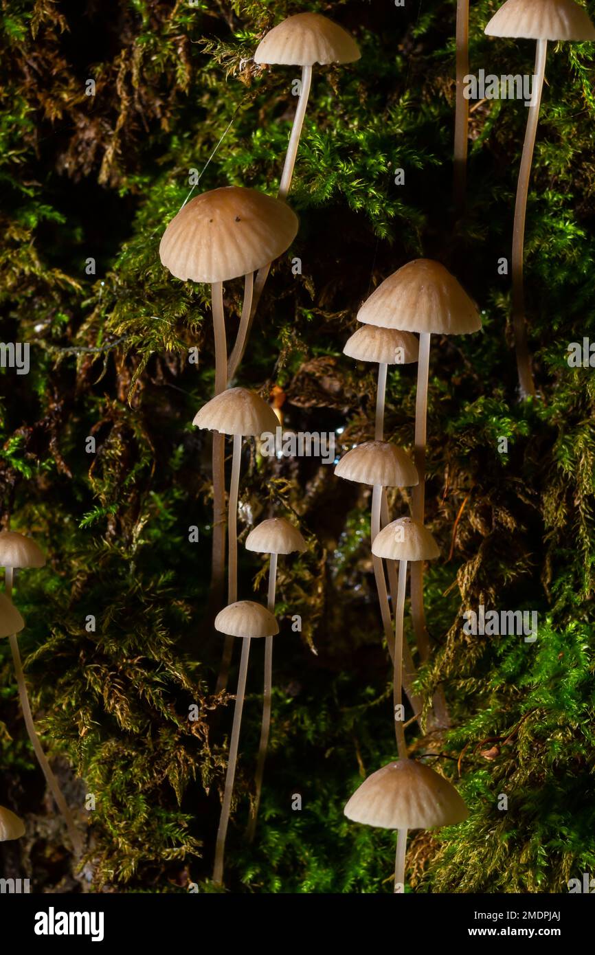 Weiße Pilze im Wald, Mycena Piringa Pilze. Stockfoto