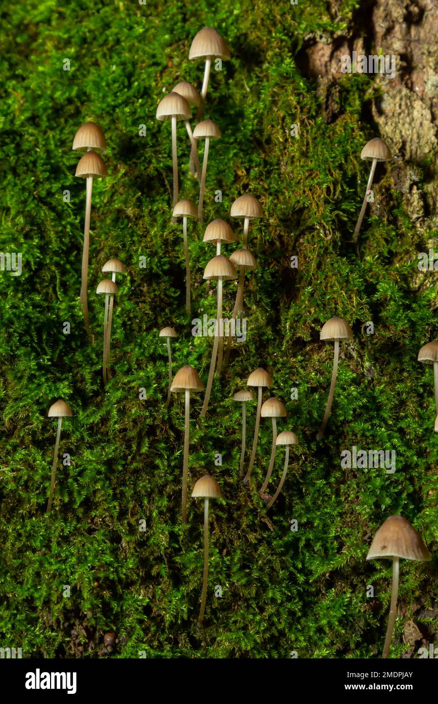 Weiße Pilze im Wald, Mycena Piringa Pilze. Stockfoto