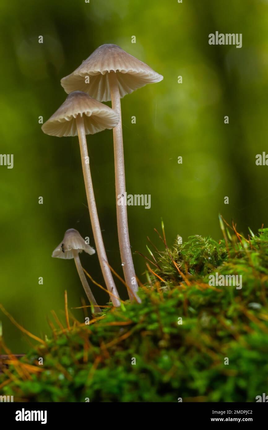 Pilze Mycena galopus wächst auf grünem Moos im Wald. Stockfoto