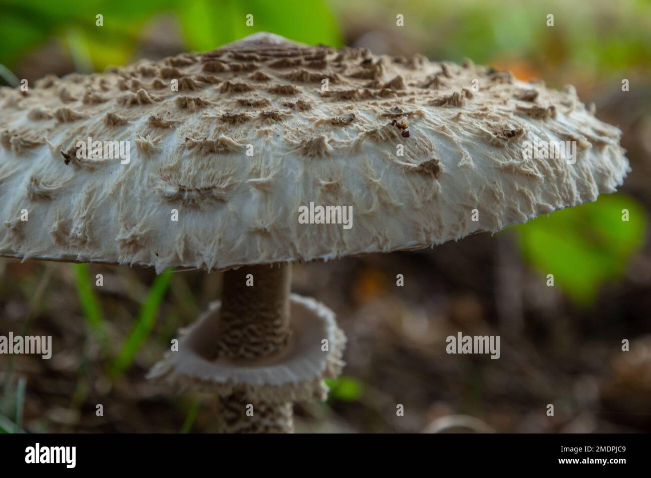 Macrolepiota procera oder Lepiota procera Pilze, die im Herbstwald wachsen, aus nächster Nähe. Schönheit mit langem, schlankem Bein mit Gleitring und großem schuppigen h Stockfoto