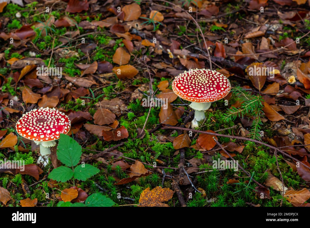 Nahaufnahme eines Amanita-Giftpilzes in der Natur. Amanita-Amanita-Muscaria-Pilze fliegen. Stockfoto