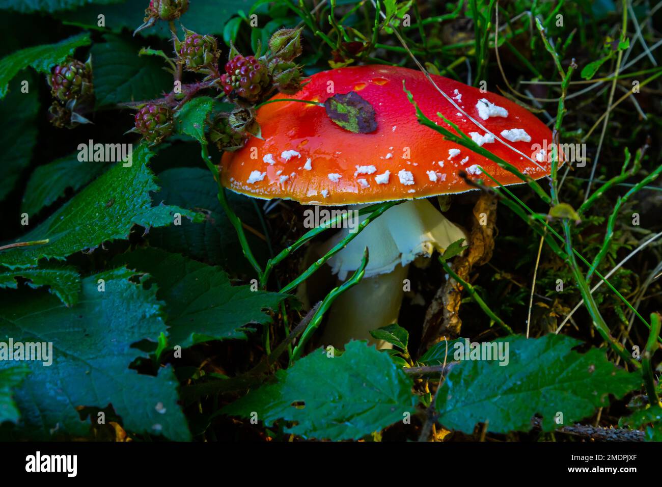 Amanita Muscaria, giftige Pilz. Bild ist im natürlichen Wald Hintergrund berücksichtigt. Stockfoto