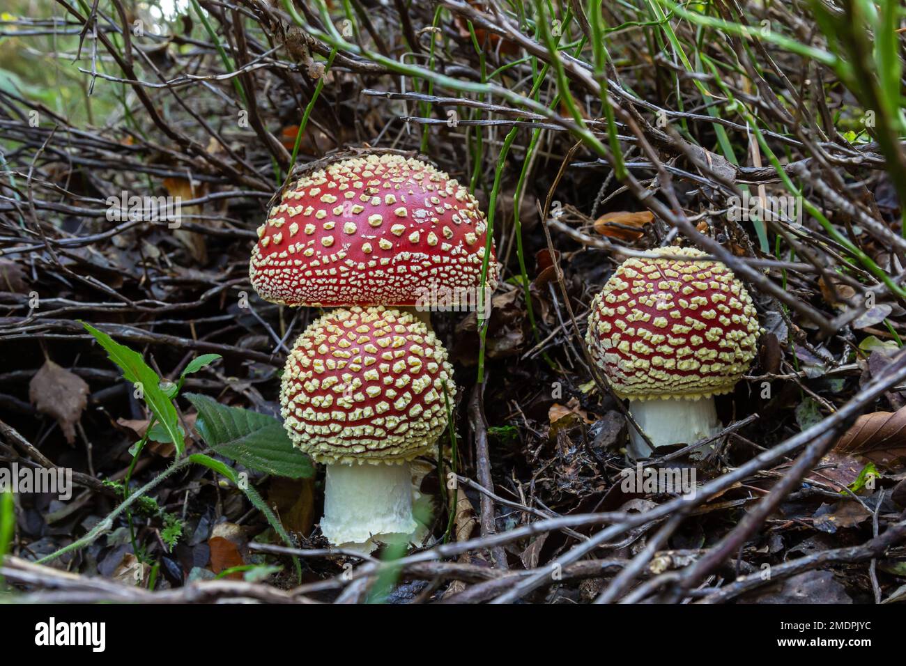 Amanita Muscaria, giftige Pilz. Bild ist im natürlichen Wald Hintergrund berücksichtigt. Stockfoto