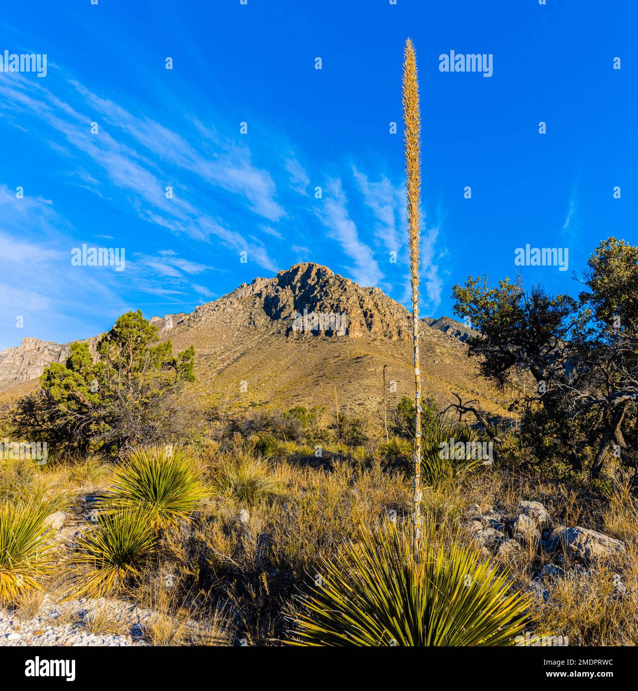 Die Ausläufer der Guadalupe Mountains unter dem Hunters Peak in Pine Springs, Guadalupe Mountains, Nationalpark, Texas, USA Stockfoto