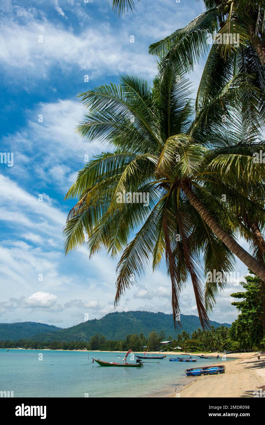 Palm Beach, Lipa Noi Beach, Ko Samui Island, Thailand, Asien Stockfoto