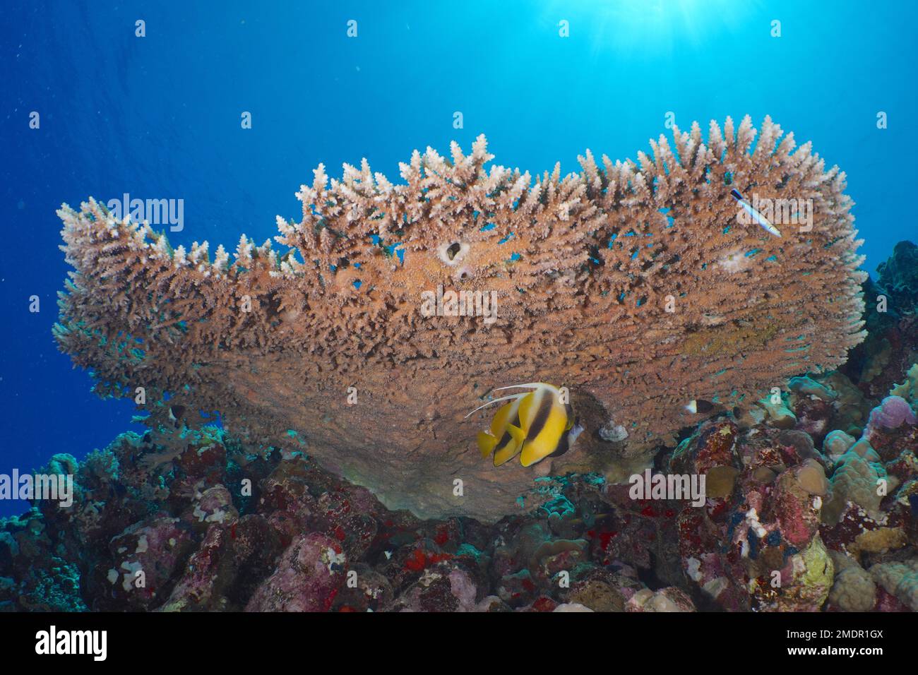 Pharaoh Geweih Koralle (Acropora pharaonis) und Rotseebannerfisch (Heniochus intermedius), Abu Fendera Tauchplatz, Rotes Meer, Ägypten Stockfoto