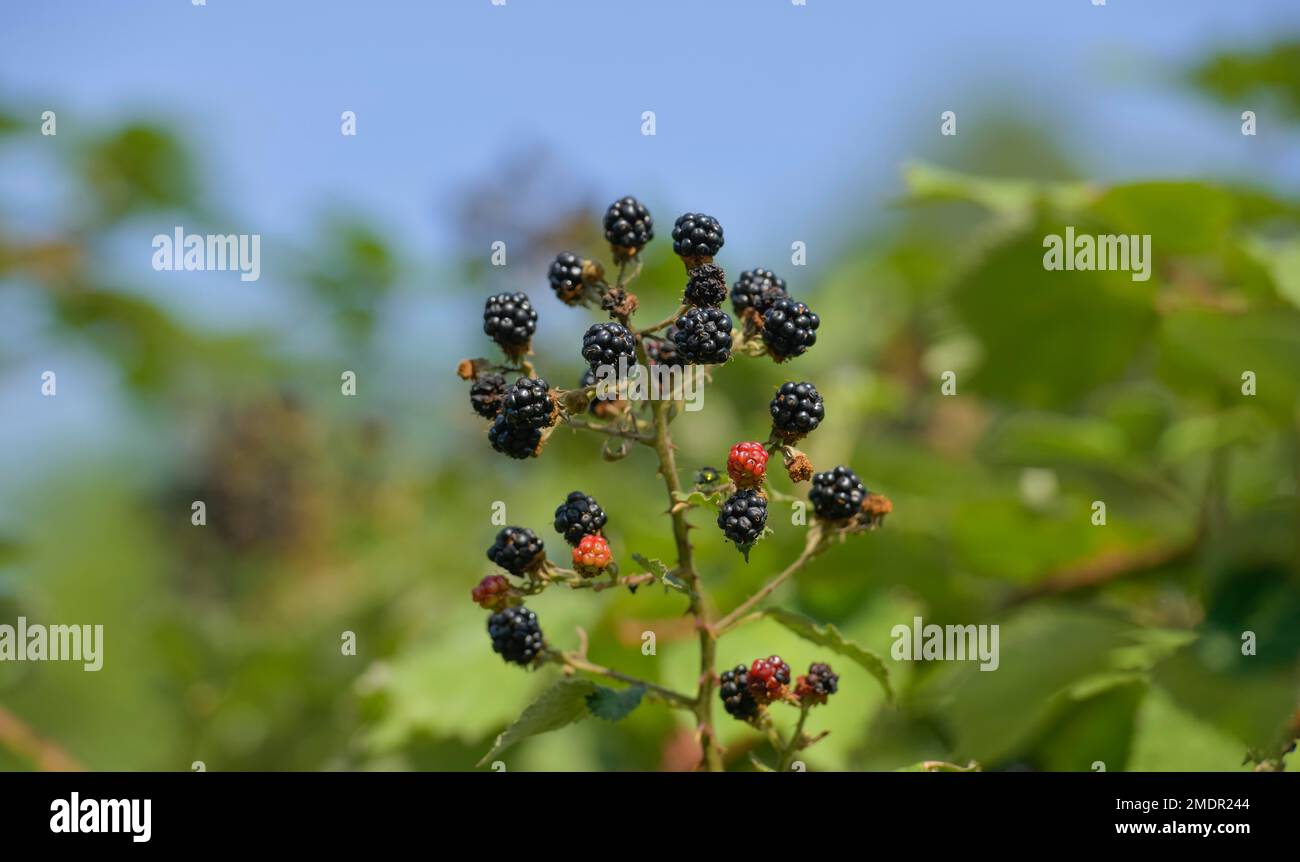 Wilde Brombeeren (Rubus fruticosus) Stockfoto