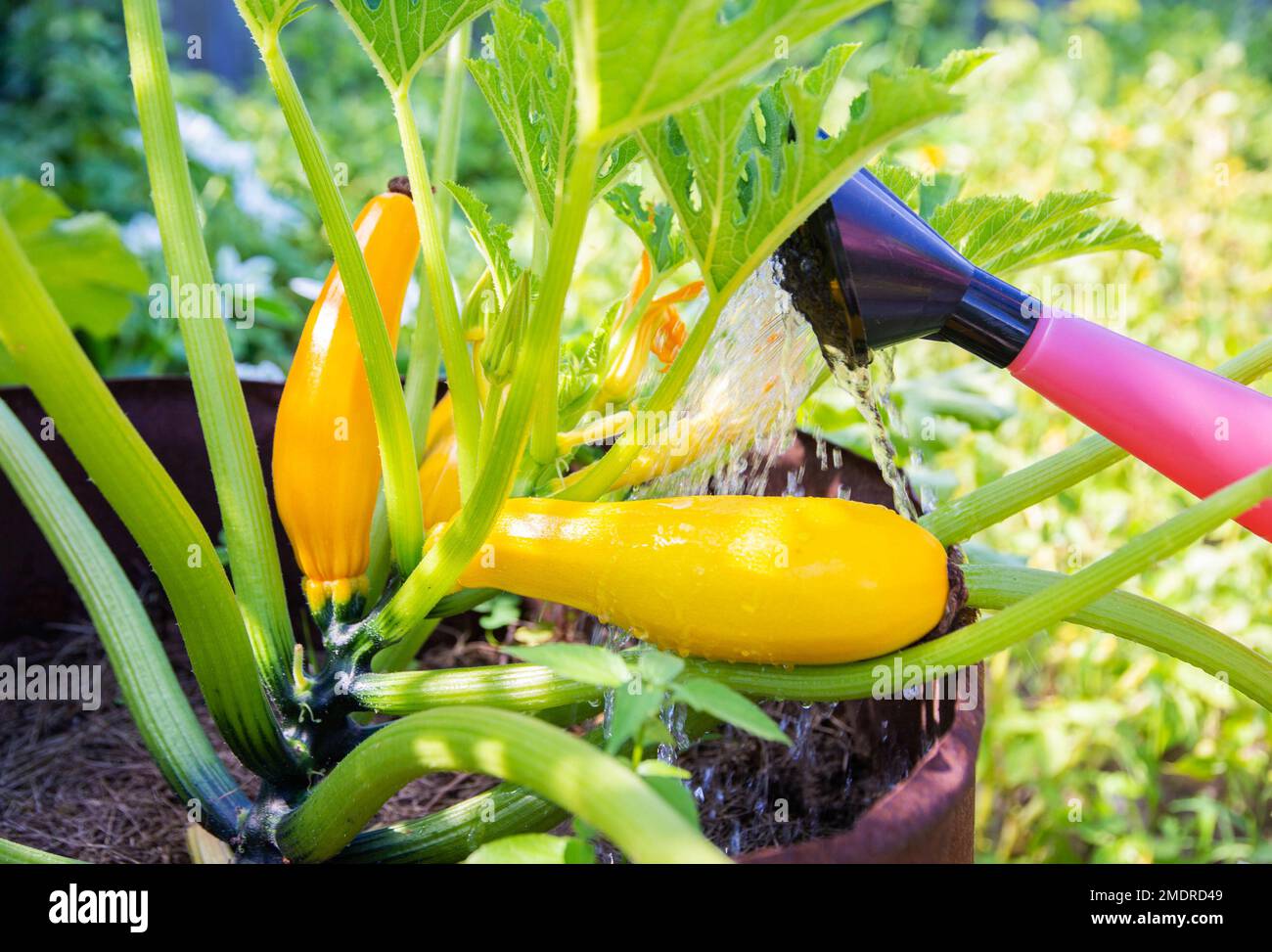 Bewsserung aus einer Giekanne gelber Zucchini mit Wasser und  Dngemitteln. Dngung fr Pflanzen auf dem Land, Superphosphat  Stockfotografie - Alamy
