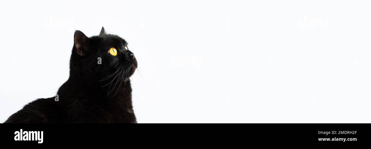 Schwarze flauschige britische Zuchtkatze mit gelben Augen auf grauem Hintergrund und Platz für Text. Banner Stockfoto
