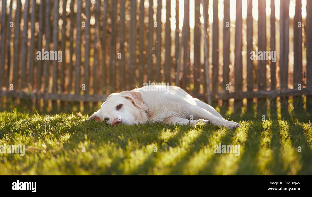 Süßer Hund, der im Gras liegt. Labrador Retriever wartet hinter dem Zaun im Garten. Stockfoto