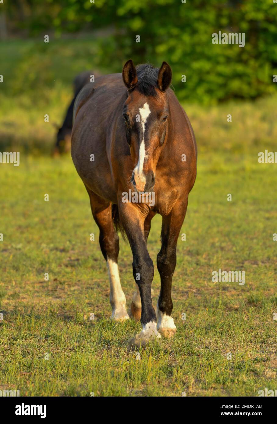 Pferd, Weide bei Schlepzig, Spreewald, Brandenburg, Deutschland Stockfoto
