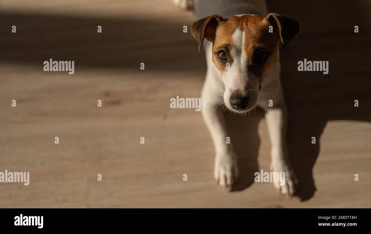 Draufsicht auf Jack russell Terrier Dog auf Holzboden. Stockfoto