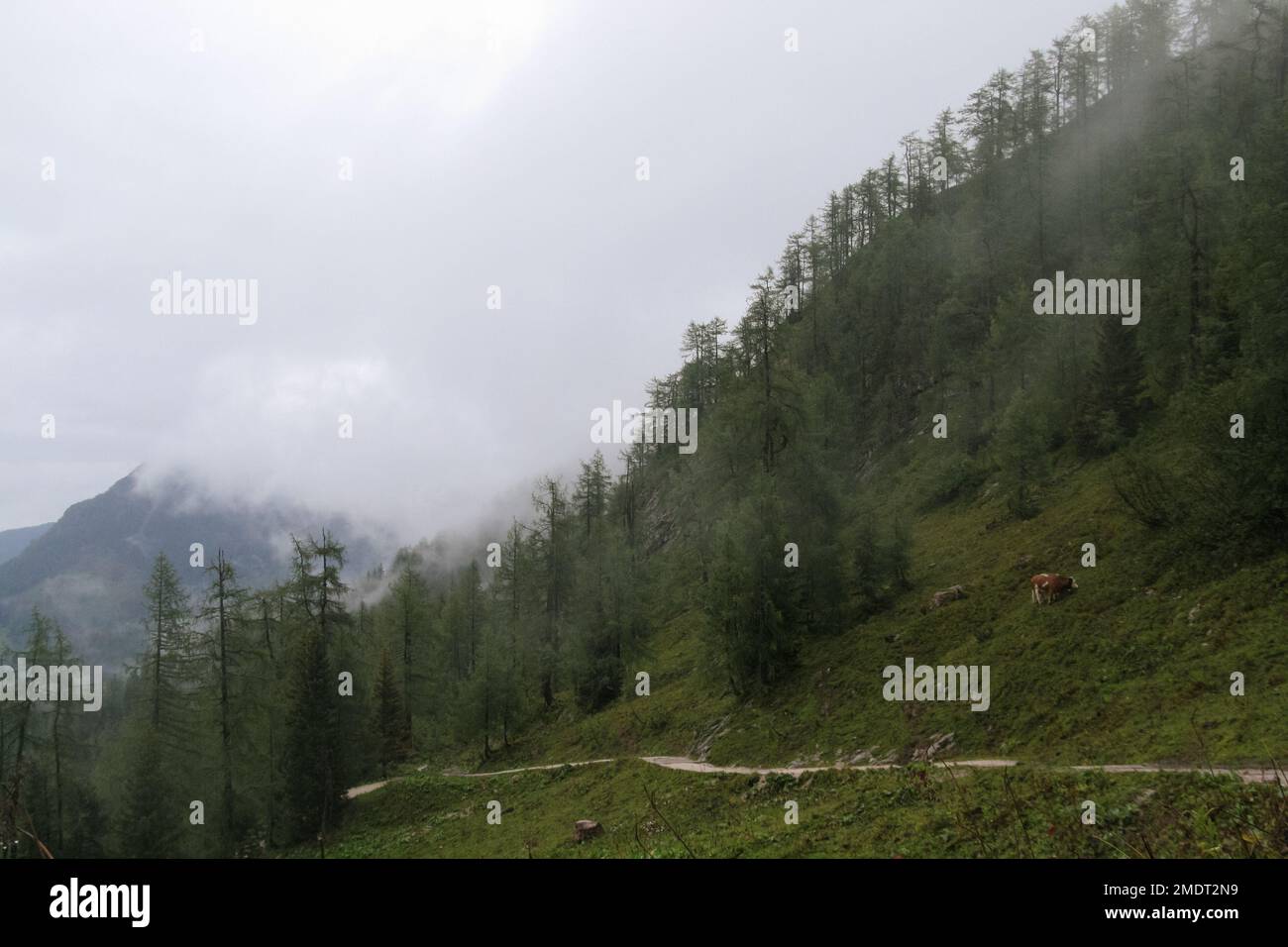 Wandern in den Alpen, Österreich. Wandern und Klettern um den Bergsee im grünen Tal, wo Kühe leben. Wunderschöne Aussicht auf die Berge und rockwall Stockfoto