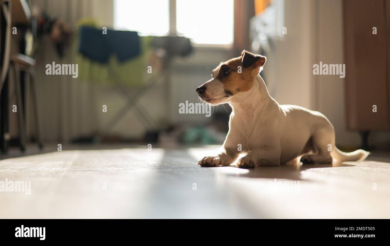Hundebock russell Terrier liegt auf einem Holzboden. Stockfoto
