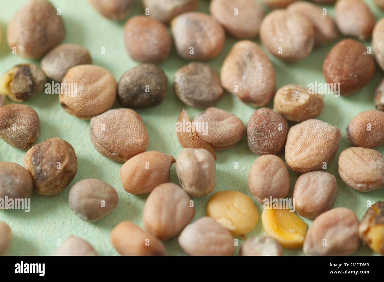 Samen der Rettichpflanze „French Breakfast 4 Francis“ Stockfoto