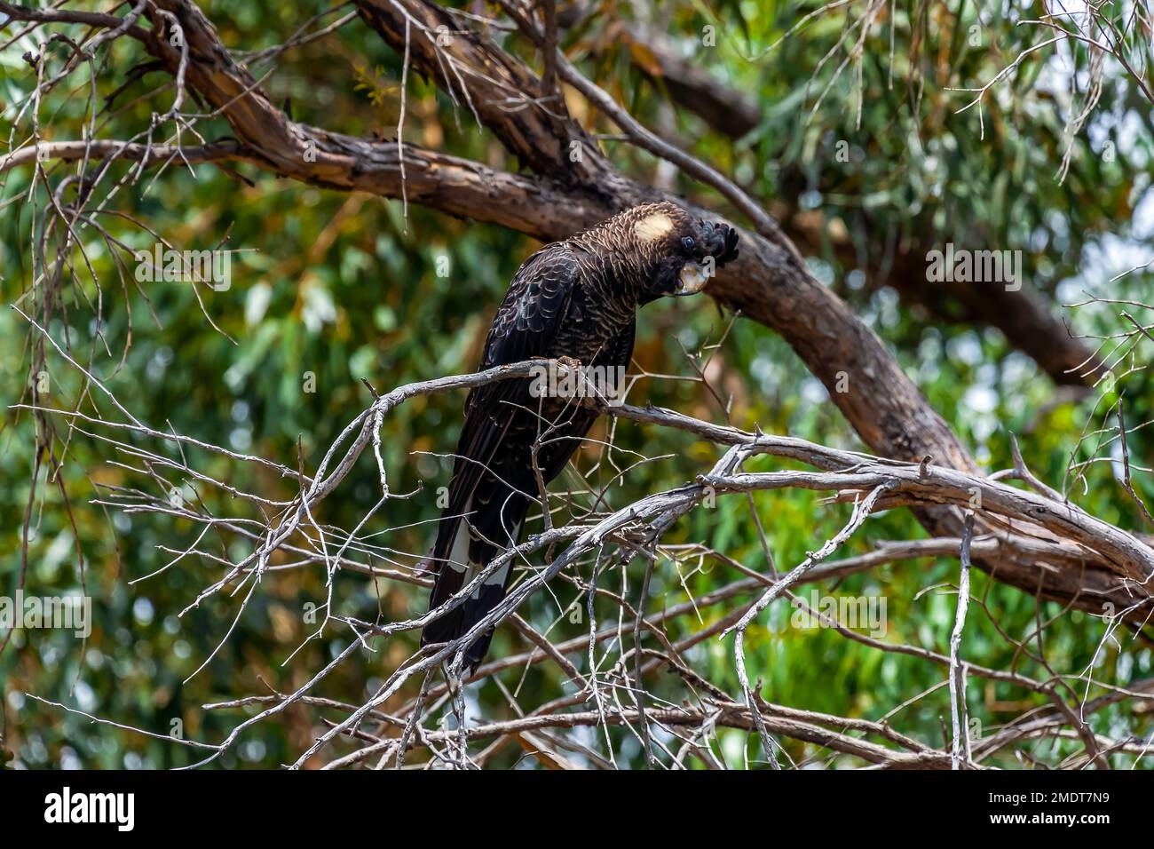 Der Schwarzkakadu (Calyptorhynchus baudinii), auch bekannt als Weißschwanzkakadu oder Baudin's Black Cockatoo, ist ein Kakadu-Ende Stockfoto